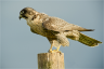 Gyr Falcon